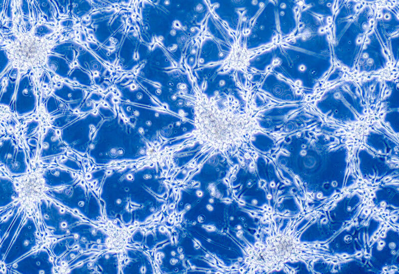 Histology and Cytology